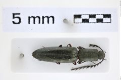 Foto (Dorsalansicht) von Corymbitodes nepalensis (NHMW-ZOO-COL-0008317)
